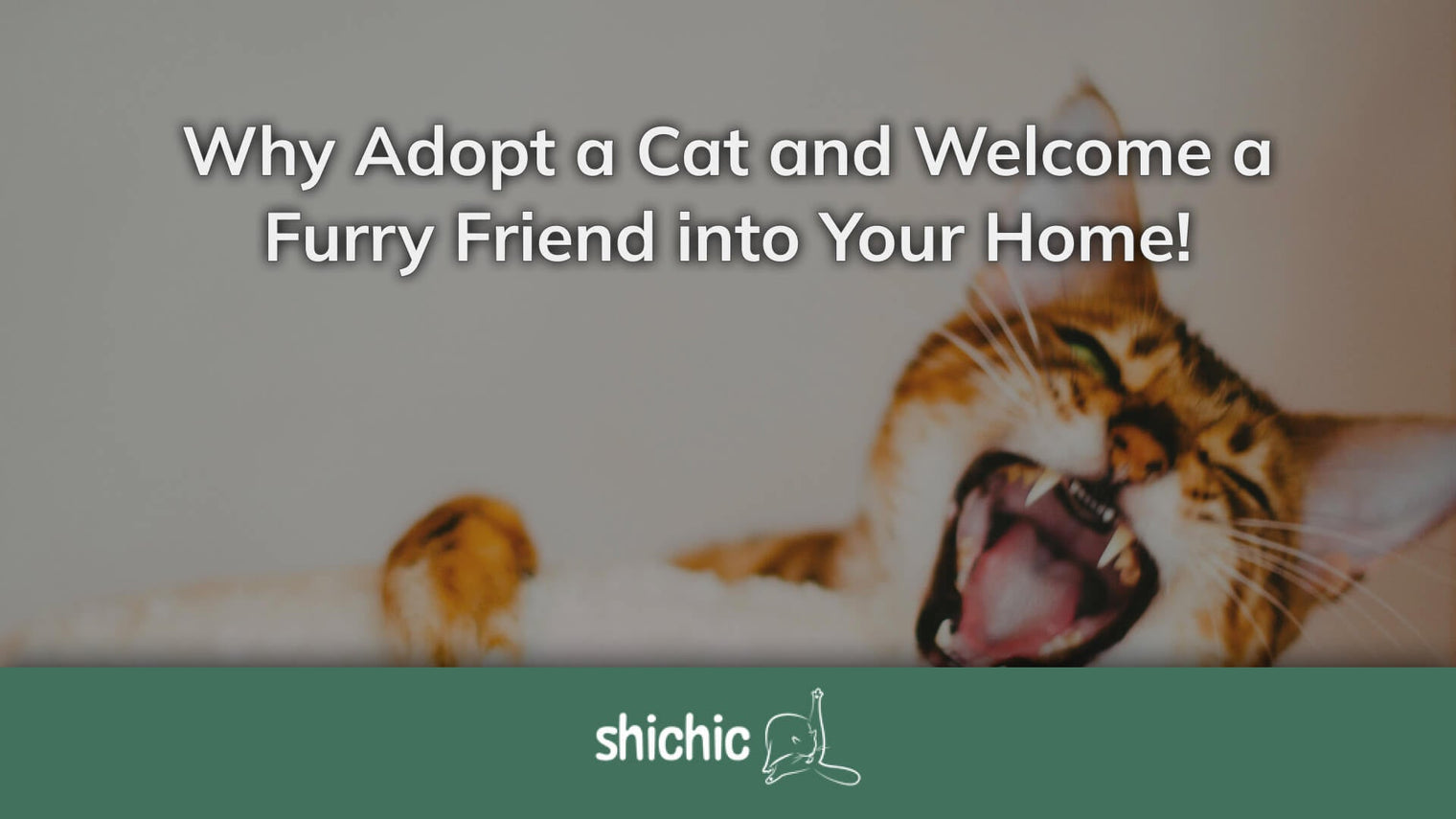 why adopt a cat