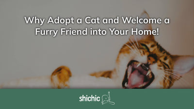 why adopt a cat