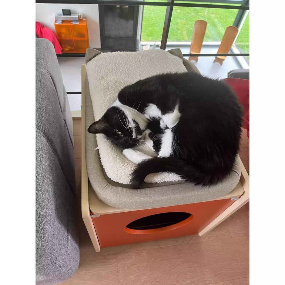 (Cozy Paws) cat on a cat bed